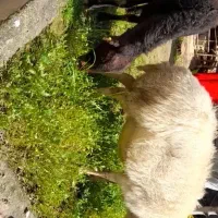 گوسفند کردستانی اصل 28میلیون