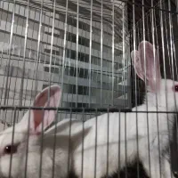 ی جفت خرگوش نرو ماده