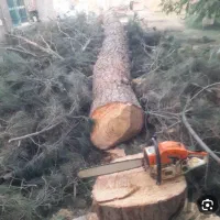 خریدارچوب وبرش درخت|خدمات باغبانی و درختکاری|شیراز, قصرالدشت|دیوار