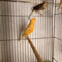 ماده قناری پرتقالی رسمی پابلند