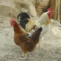 مرغ و خروس محلی(مانشت)