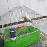 مرغ عشق با قفس