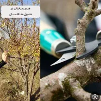 هرس سمپاشی چالکود کاشت نهال