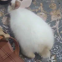 واگذاری خرگوش