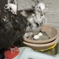 کفتر   کبوتر