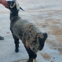 بره نر