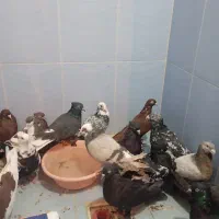 کفتر پرشی بازی کن به شرط|پرنده|شیراز, سهل‌آباد|دیوار