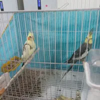 عروس هلندی