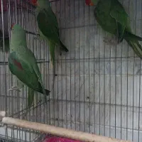 شاه طوطی