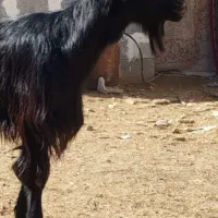 بزترکی|حیوانات مزرعه|مرودشت, رامجرد یک|دیوار