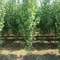 نهـال گـردو پربازده سرمایه‌گذاری امن و سود پایدار|خدمات باغبانی و درختکاری|تبریز, |دیوار