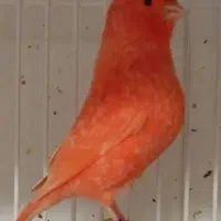 قناری ردفاکتور اورجینال