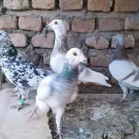 ۱۵ عدد آلمانی درجه یک بیشتر نرن