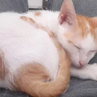 گربه گمشده مژدگانی عالی|حیوانات|بندرعباس, |دیوار