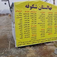 نهالستان شکوفه