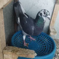 کبوتر یا کفتر