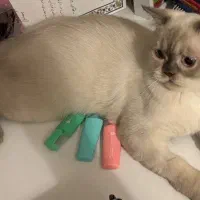 گربه بیریتیش اسکاتیش ۷ ماهه