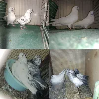 کبوتر پرشی|پرنده|مهریز, |دیوار