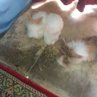 خرگوش لوپ و آنغوره|موش و خرگوش|تهران, جردن|دیوار