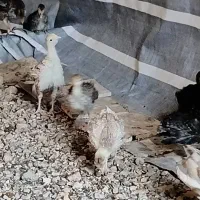 پرورش رایگان بوقلمون