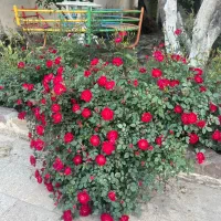 اجاره ویلای ۲۵۰متری(شاهنامه۴۱)