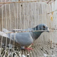 کبوتر الماسی خط سفید نر|پرنده|فراشبند, |دیوار