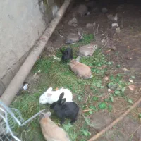 خرگوش
