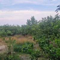 باغ مرکبات ۷۸۰متر قابل تبادل و تفکیک