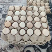 تخم مرغ محلی خوراکی