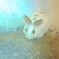 خرگوش|موش و خرگوش|طرقبه, |دیوار