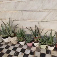 گلدان های الوئه ورا