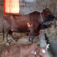 گاو دورگ محلی باگوساله نر|حیوانات مزرعه|شیرگاه, |دیوار