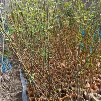 مستقیم و بدون واسطه بخرید|گل و گیاه طبیعی|تکاب, |دیوار