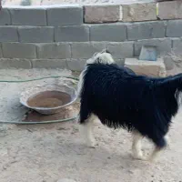 کهره و بره|حیوانات مزرعه|منج, |دیوار