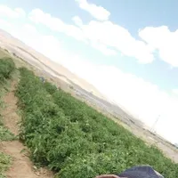 کارگر خانم/آقا برای انجام کارهای کشاورزی شما