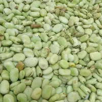 باقالی تازه ازهر3مدل موجوداست|خوردنی و آشامیدنی|مشهد, رضاشهر|دیوار