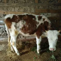 گوساله سیمینتال