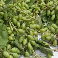 ابغوره طبیعی