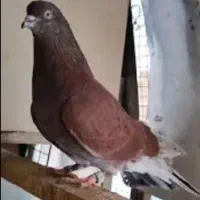 کبوتر اصیل پرشی