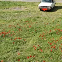 وانت بار کرایه