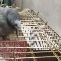 عروس|پرنده|اردکان, |دیوار