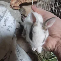 بچه خرگوش و مرغ محلی و خرگوش بزرگ