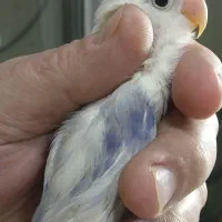 طوطی برزیلی (از پدر ومادر وارداتی)|پرنده|تهران, مجیدآباد|دیوار