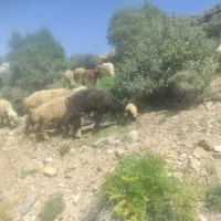 بره نر مخصوص تخمی