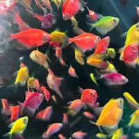 ماهی|ماهی|تربت‌حیدریه, مظفریه|دیوار