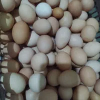 تخم مرغ محلی بصورت عمده و خرده موجود
