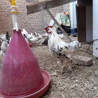 دو تا خروس گلین