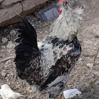 3 عددخروس درشت وبومی