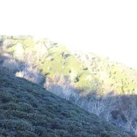 زمین باغی باویوی بینظیر در روستای توریستی سرچشمه|فروش زمین و ملک کلنگی|لاهیجان, لیل|دیوار