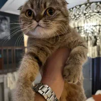 گربه اسکاتیشفولد